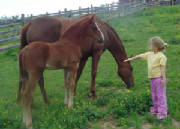 foalpage.jpg